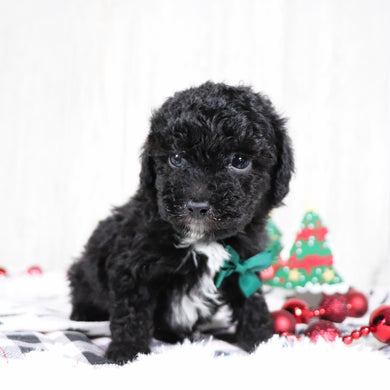 Aldred - Available 12/3