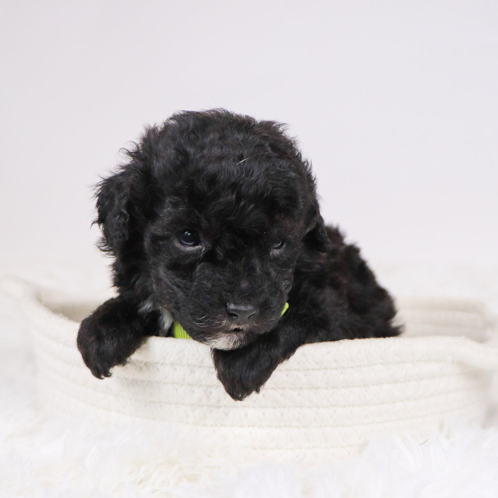 Aldred - Available 12/3