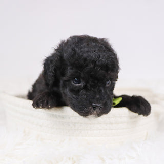 Aldred - Available 12/3