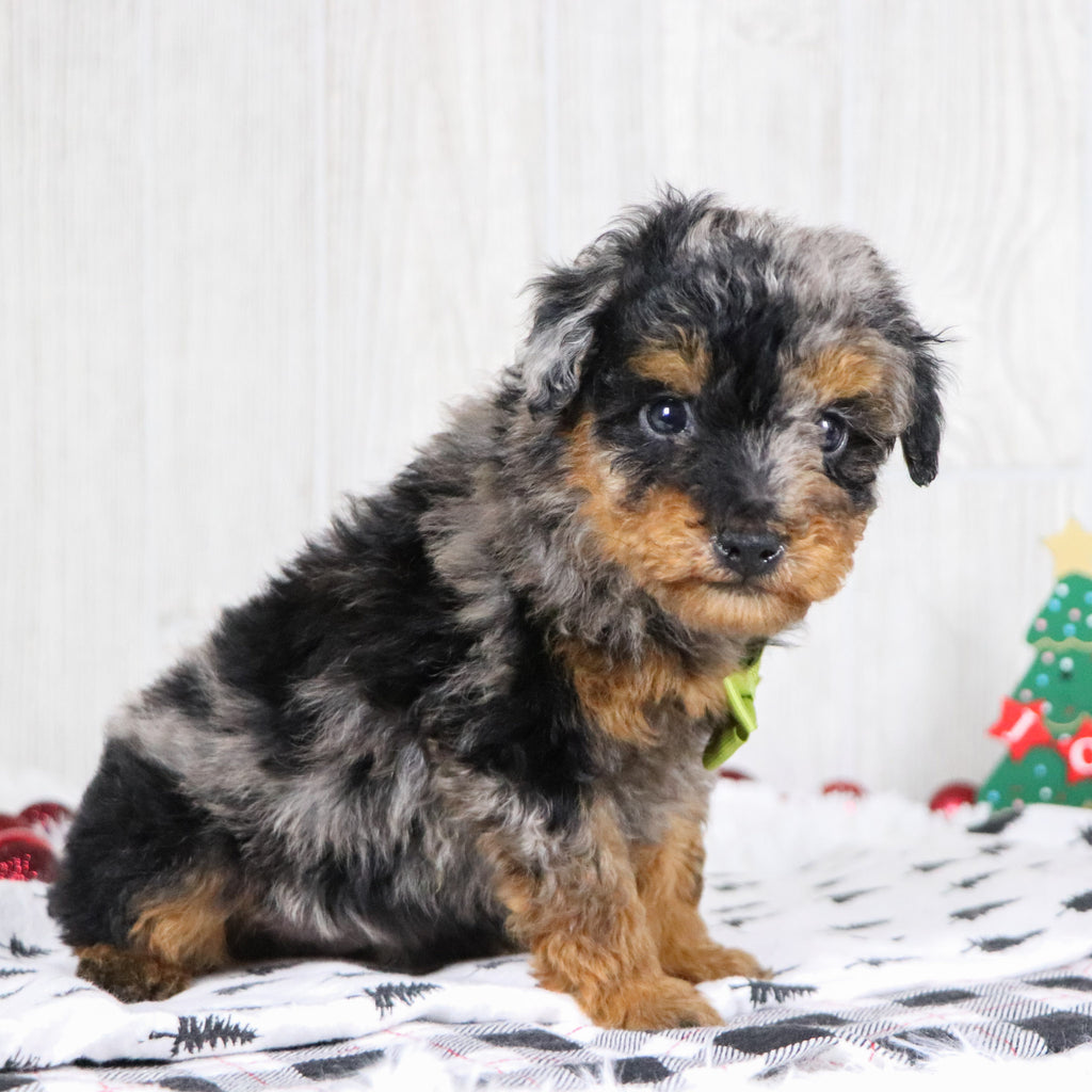 Alex - Available 12/10