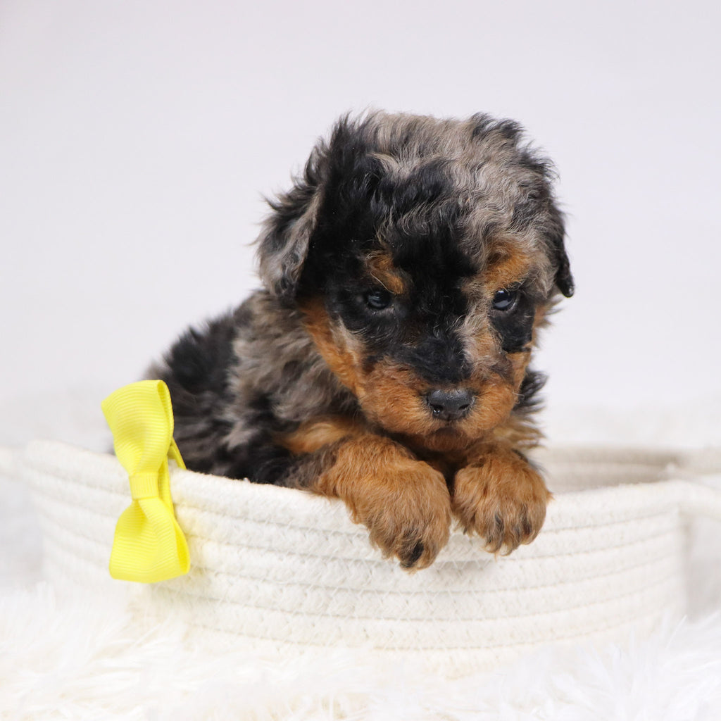 Alex - Available 12/3