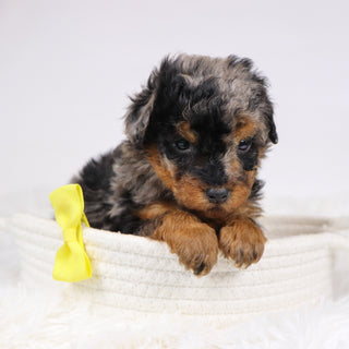 Alex - Available 12/10