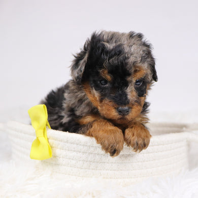 Alex - Available 12/3