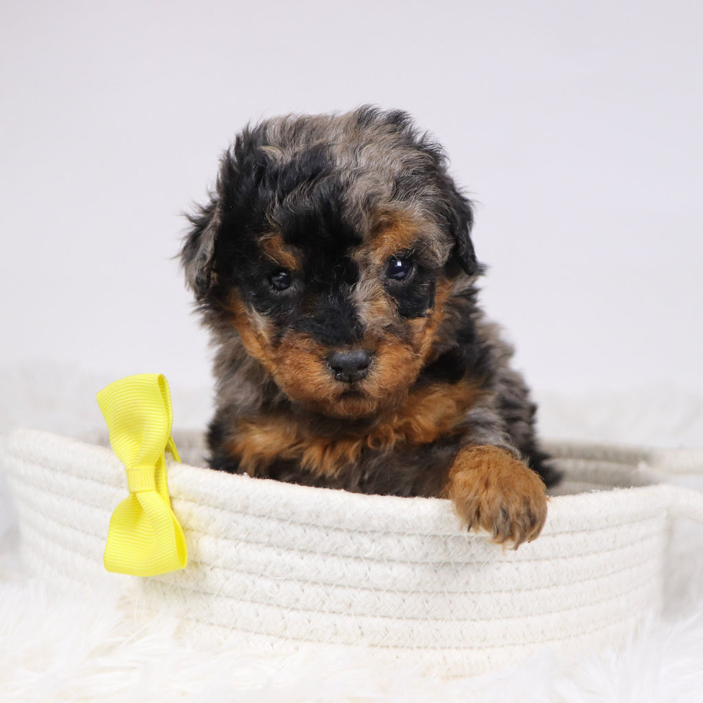 Alex - Available 12/10