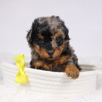 Alex - Available 12/3