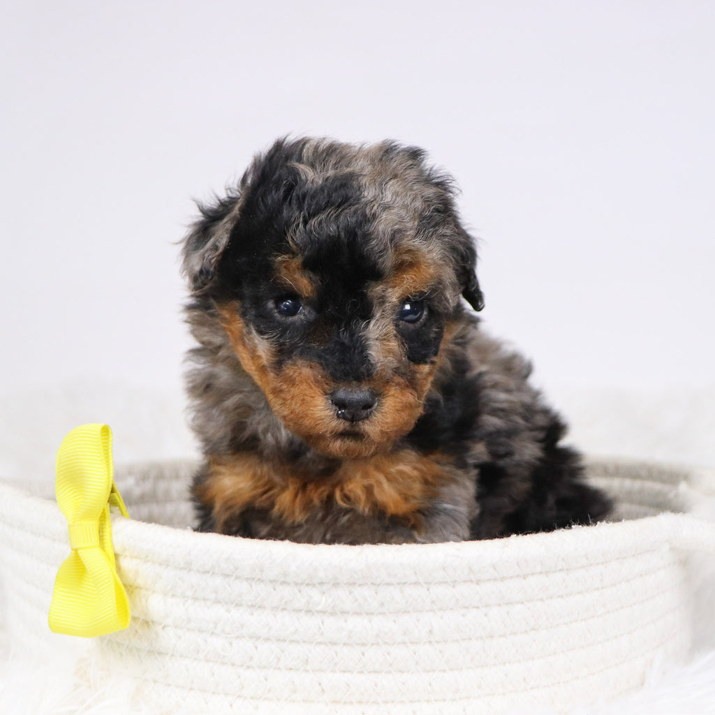 Alex - Available 12/3