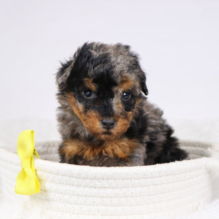 Alex - Available 12/3