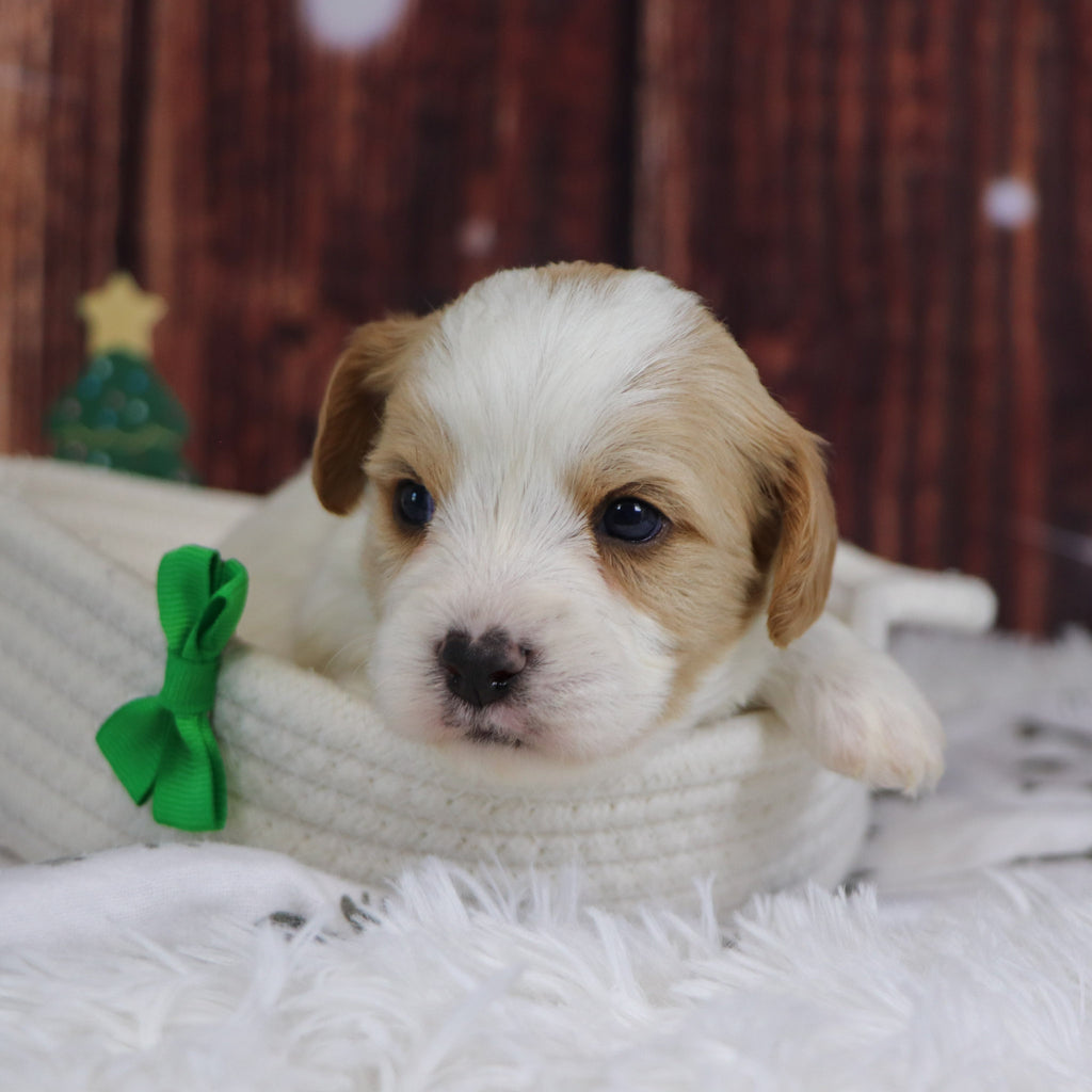 Alexander - Available 12/31