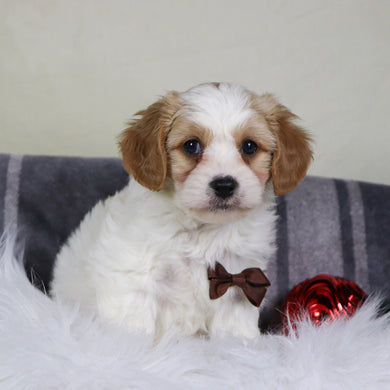 Alexander - Available 12/31