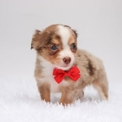 Alfie - Available Now