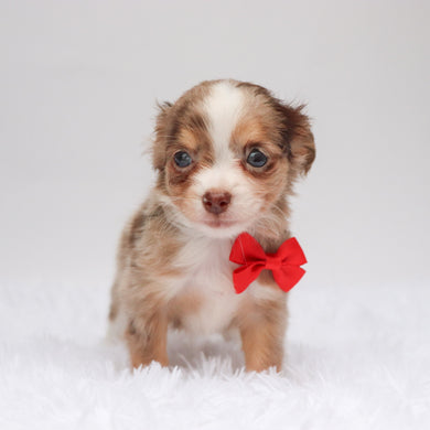 Alfie - Available Now