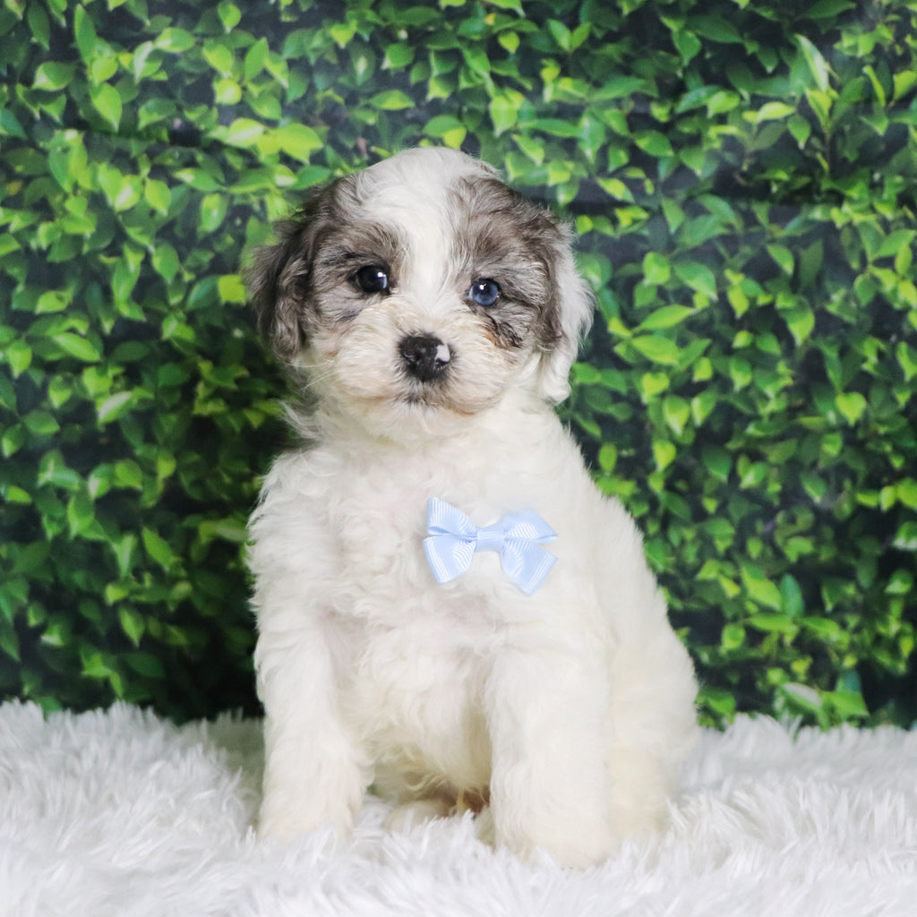 Alfio - Available Now