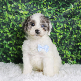 Alfio - Available 12/10