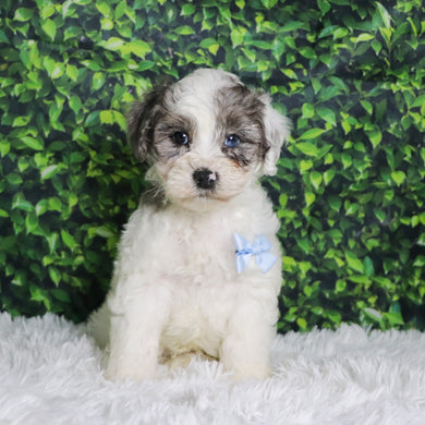 Alfio - Available 12/10