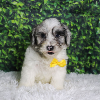 Alfred - Available 12/10