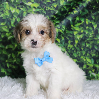 Alon - Available Now