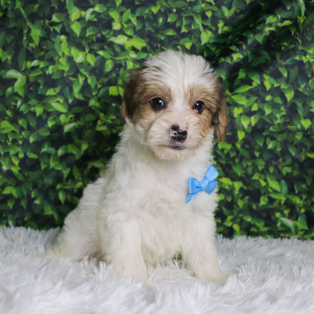 Alon - Available 12/10