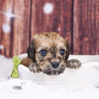 Amos - Available 12/31