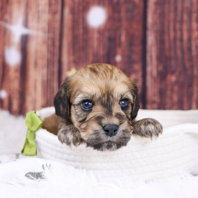 Amos - Available 12/31