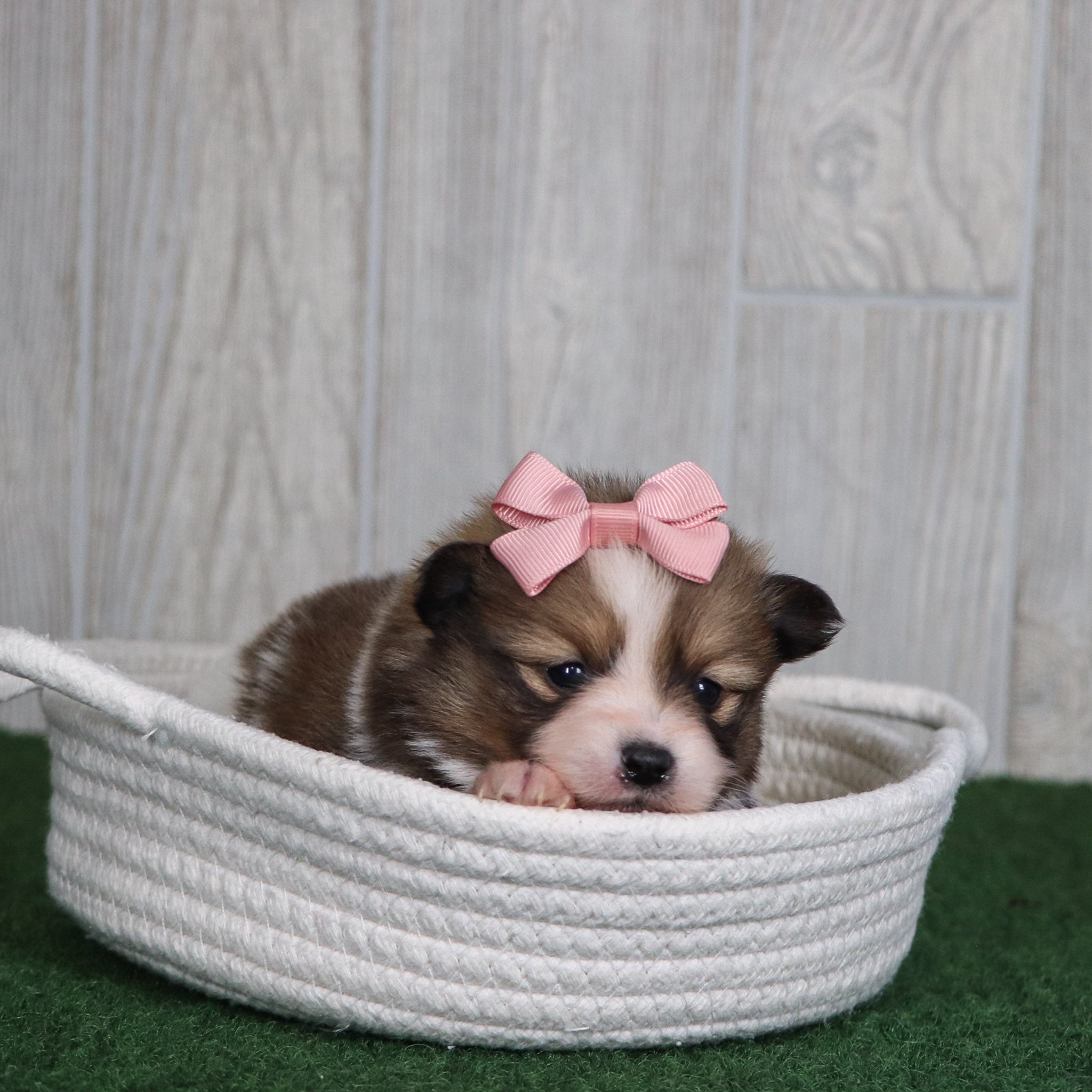 Puppies for sale in Jamestown
