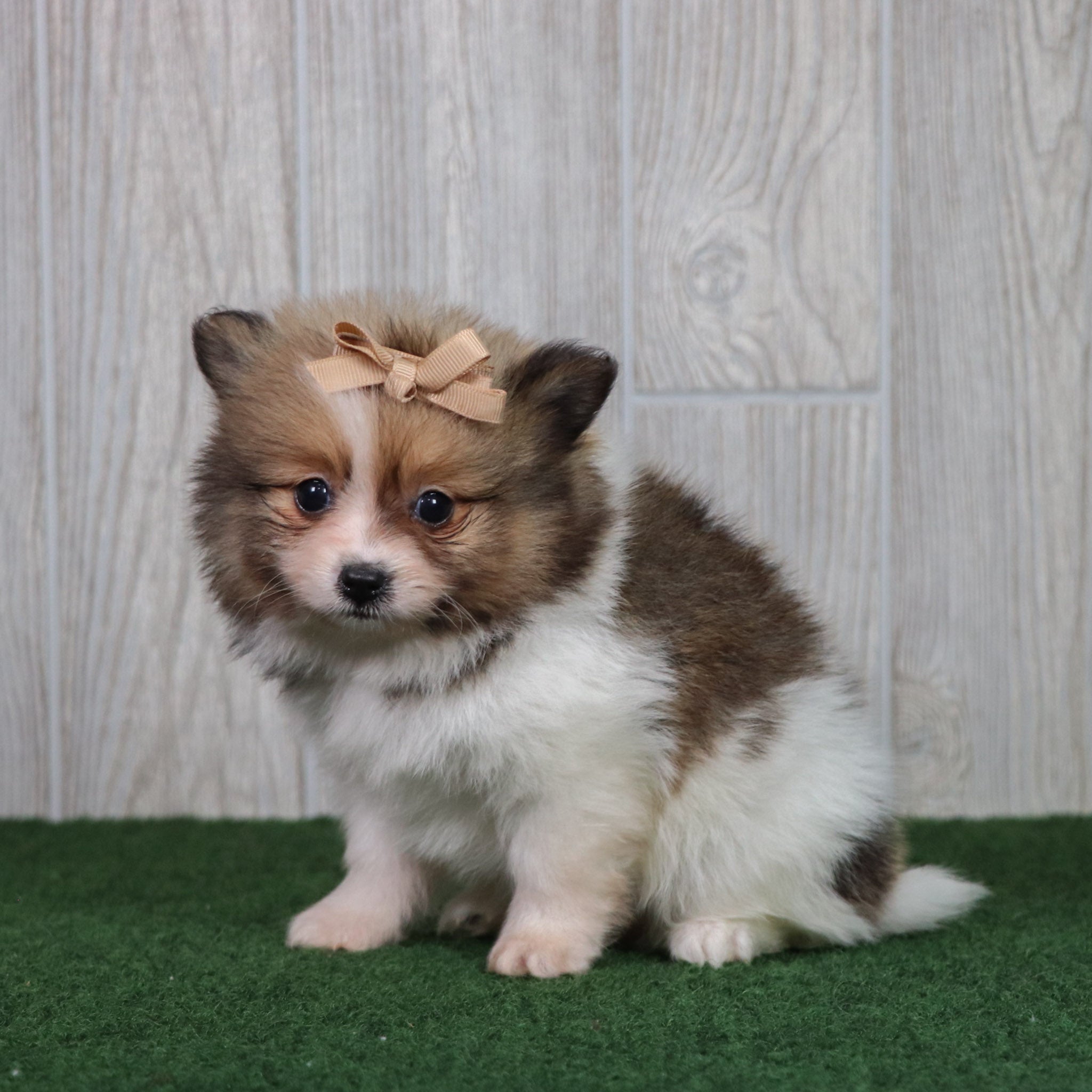 PUPPIES IN GRAHAM, NORTH CAROLINA