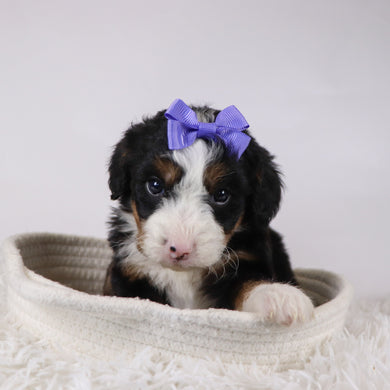 Anne - Available 12/17