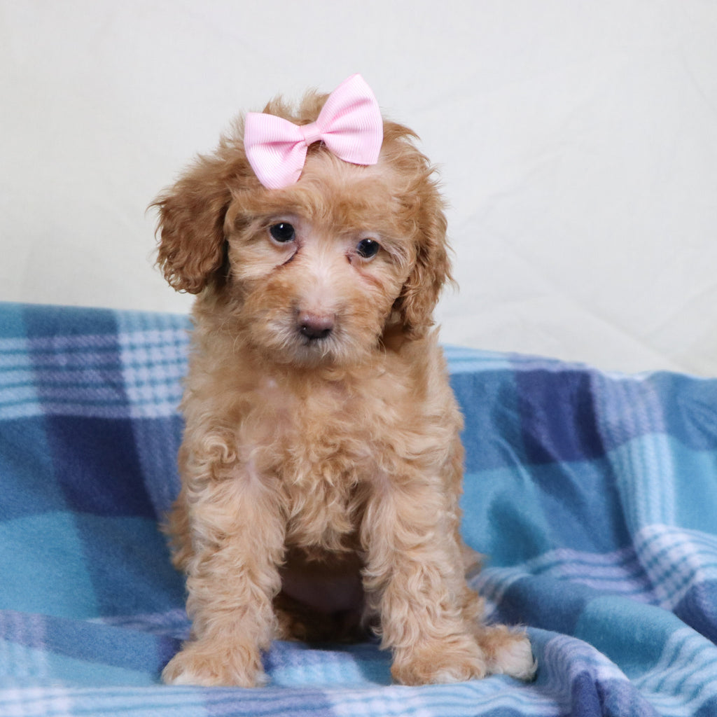 Aran - Available Now