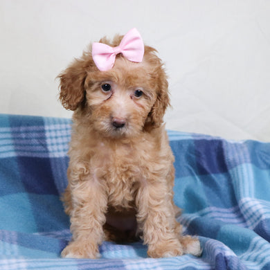 Aran - Available 1/15