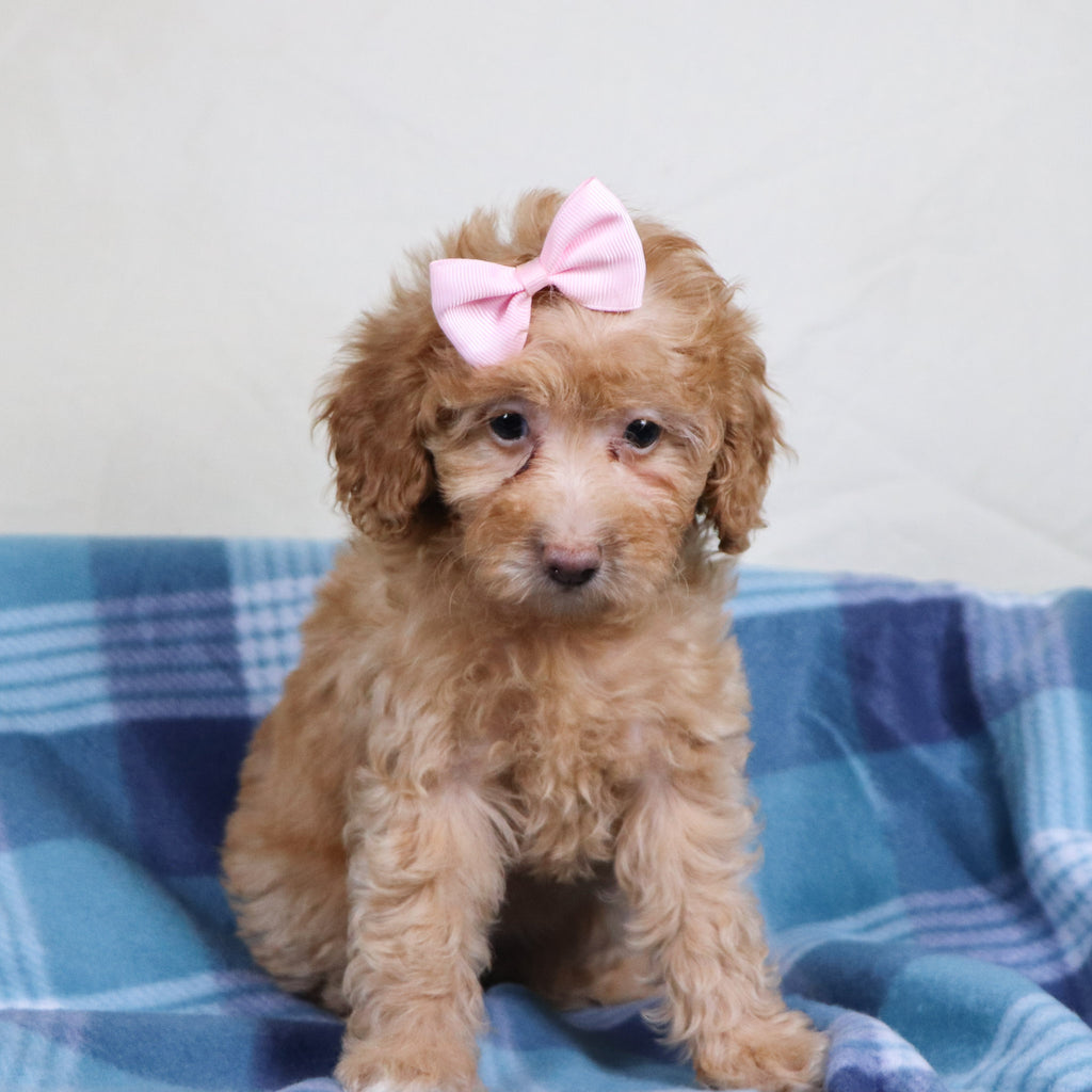 Aran - Available Now