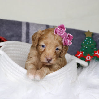 Aran - Available 1/14