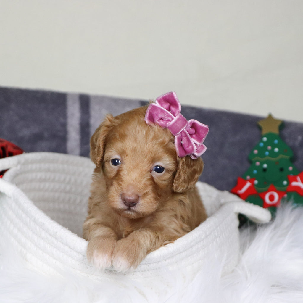 Aran - Available 1/15