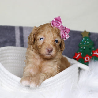 Aran - Available 1/15