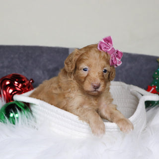 Aran - Available 1/15