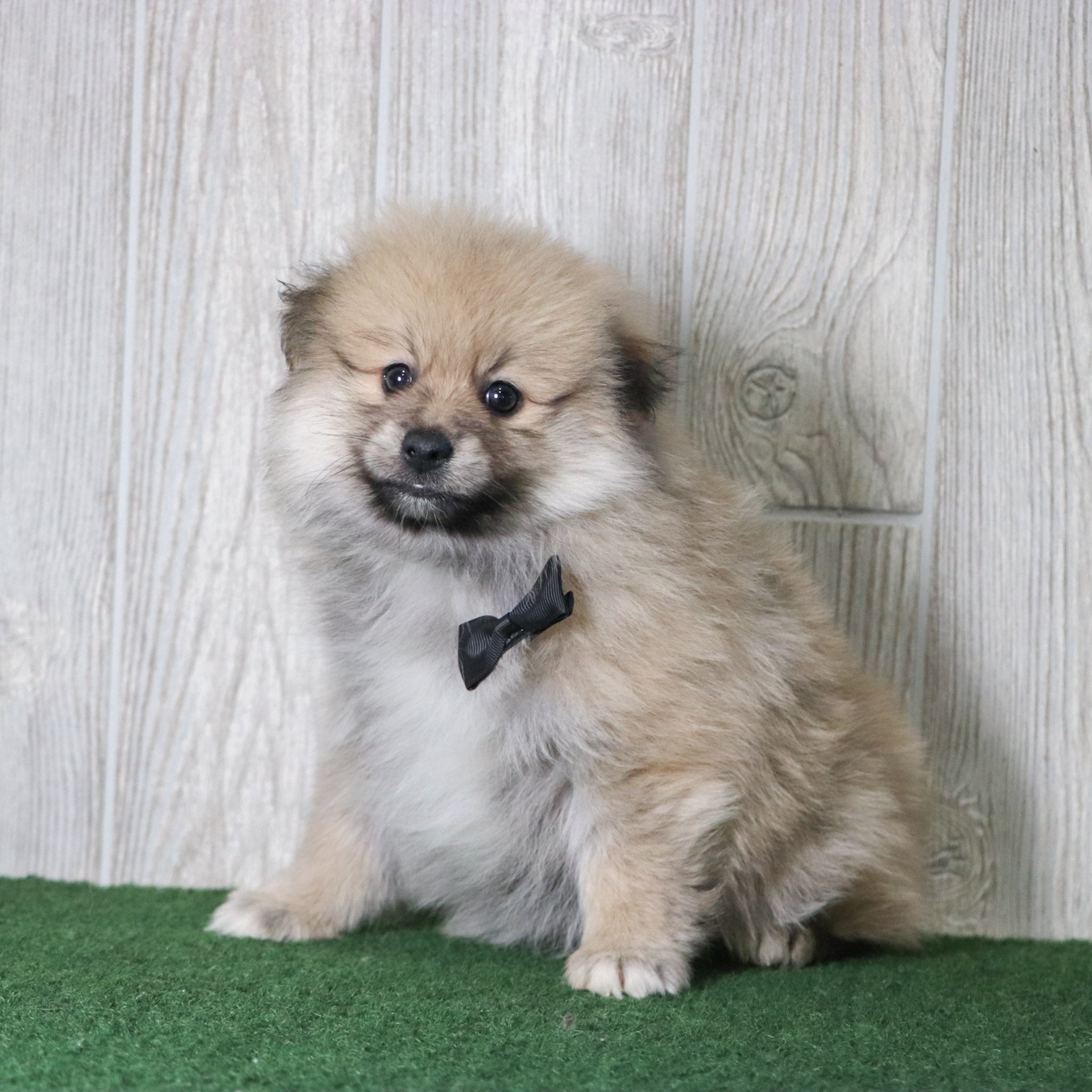 puppies for sale in Knightdale