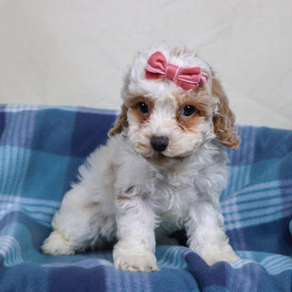 Arianna - Available 1/15