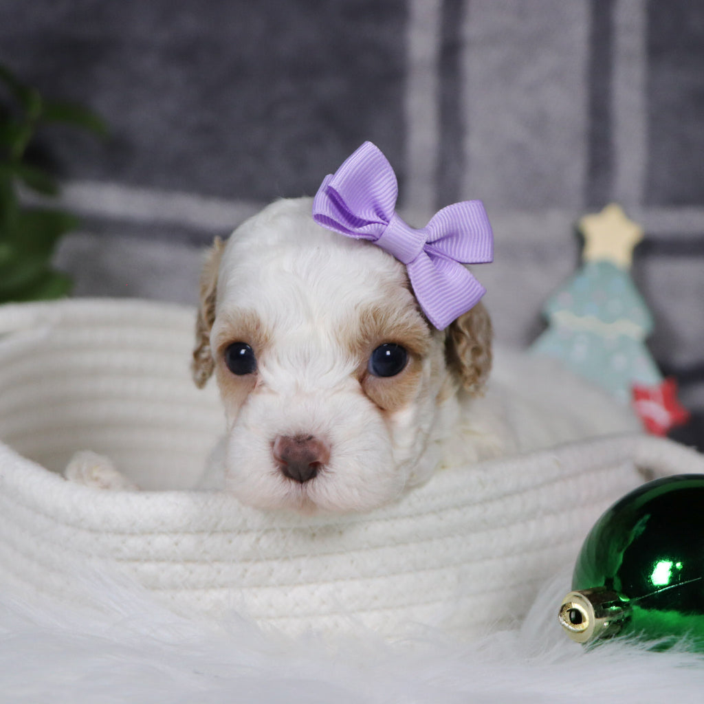 Arianna - Available 1/14