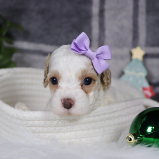 Arianna - Available 1/15