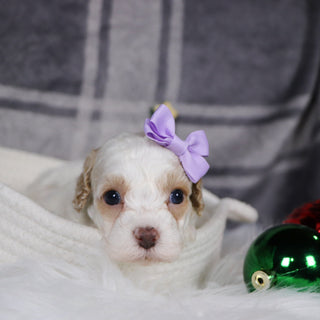 Arianna - Available 1/15