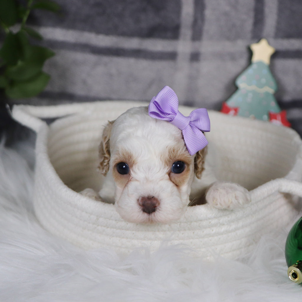 Arianna - Available 1/14