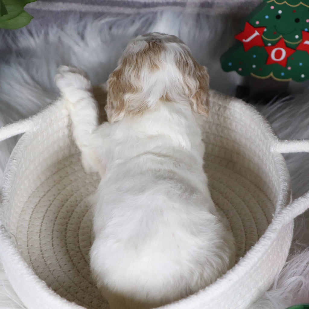 Arianna - Available Now