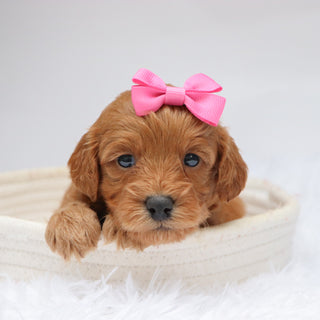 Arie - Available 11/19