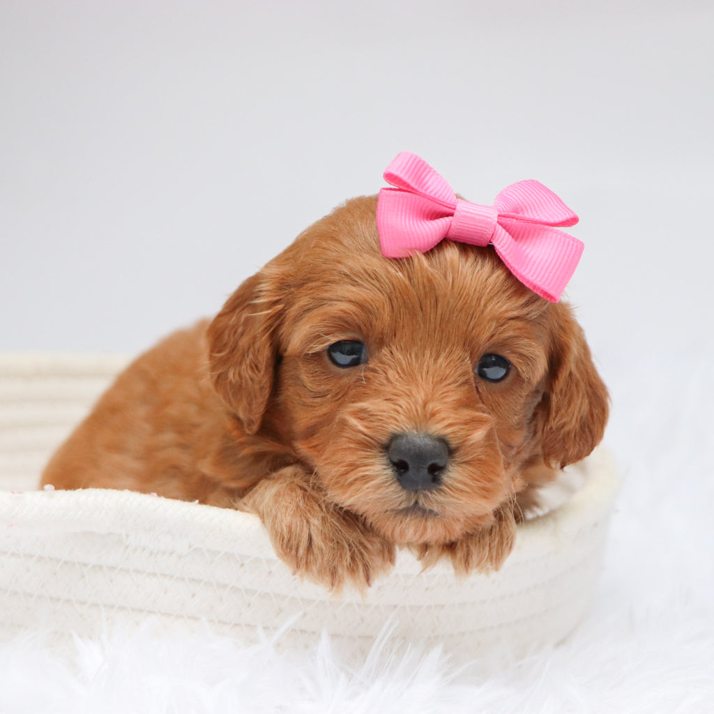 Arie - Available 11/19