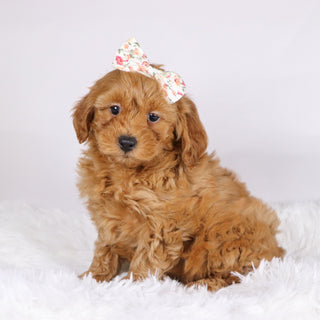 Arie - Available Now