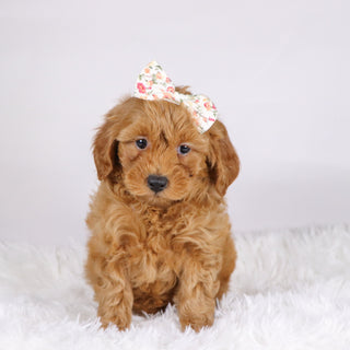 Arie - Available 11/19