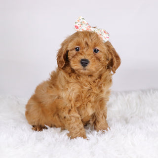 Arie - Available Now