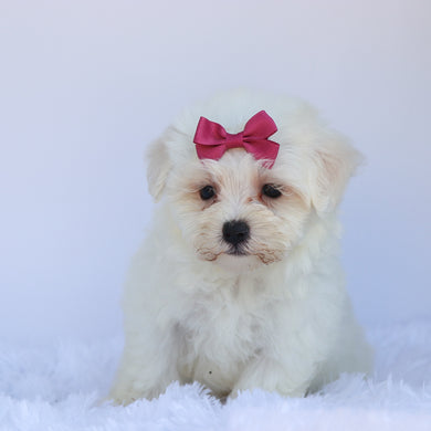 Ariel - Available Now