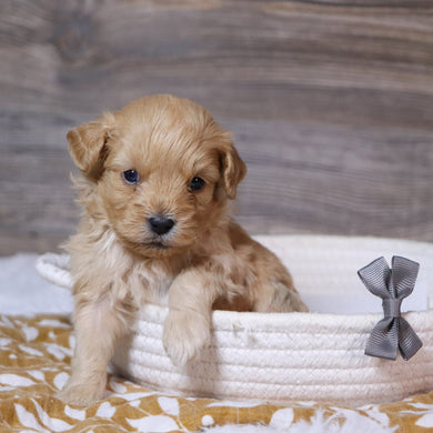 Arthur - Available 12/23