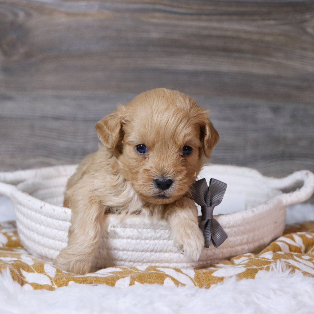 Arthur - Available 12/23