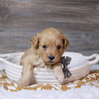 Arthur - Available 12/23