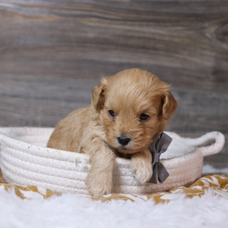 Arthur - Available 12/23